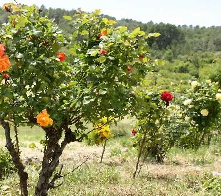 Cal Riba Casa rural